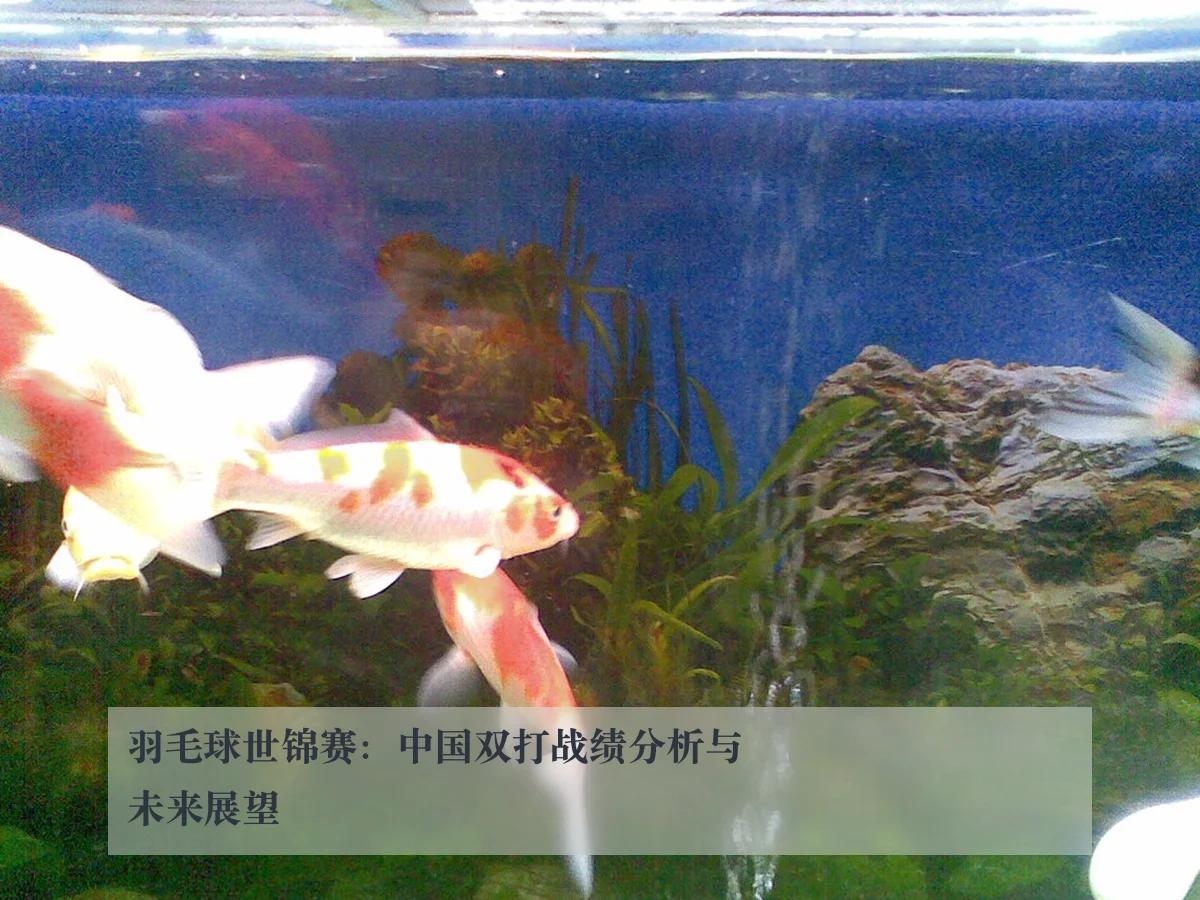 羽毛球世锦赛:中国双打战绩分析与未来展望